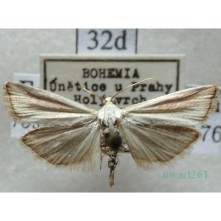Eurhodope rosella (Scopoli, 1763) Czech32d